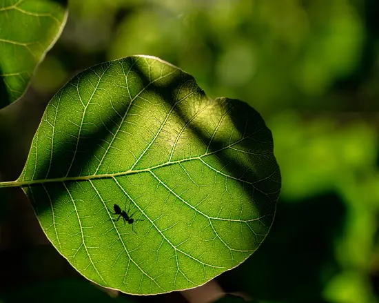 Углекислый газ CO2